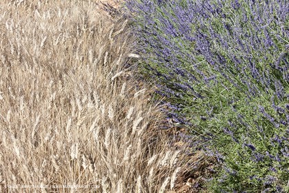 27 06 2011 - Valensole (FRA, 04) - Lavander fields