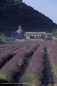 Lavander fields
