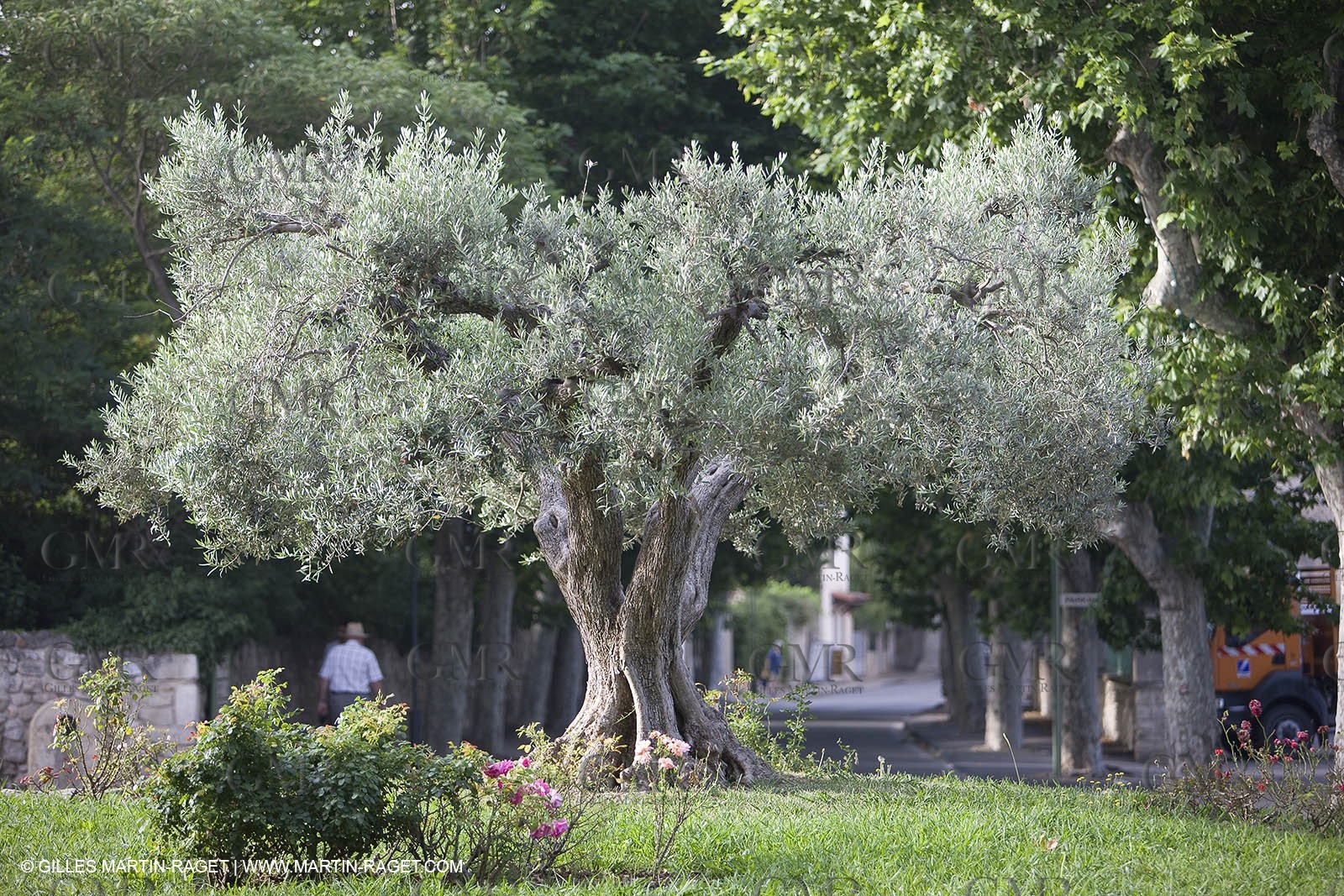 24 06 2008 - Saint Rémy de Provence (FRA-13) - Alpilles hills landscapes - Olive trees