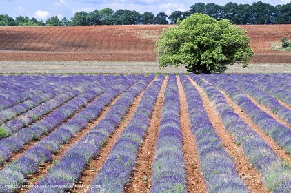 Hgher Provence - Lavender fields