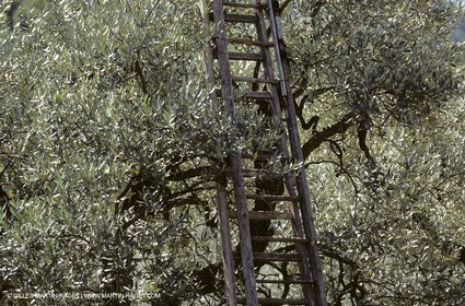 France, Provence, Oliviers, oliveraies, olive trees