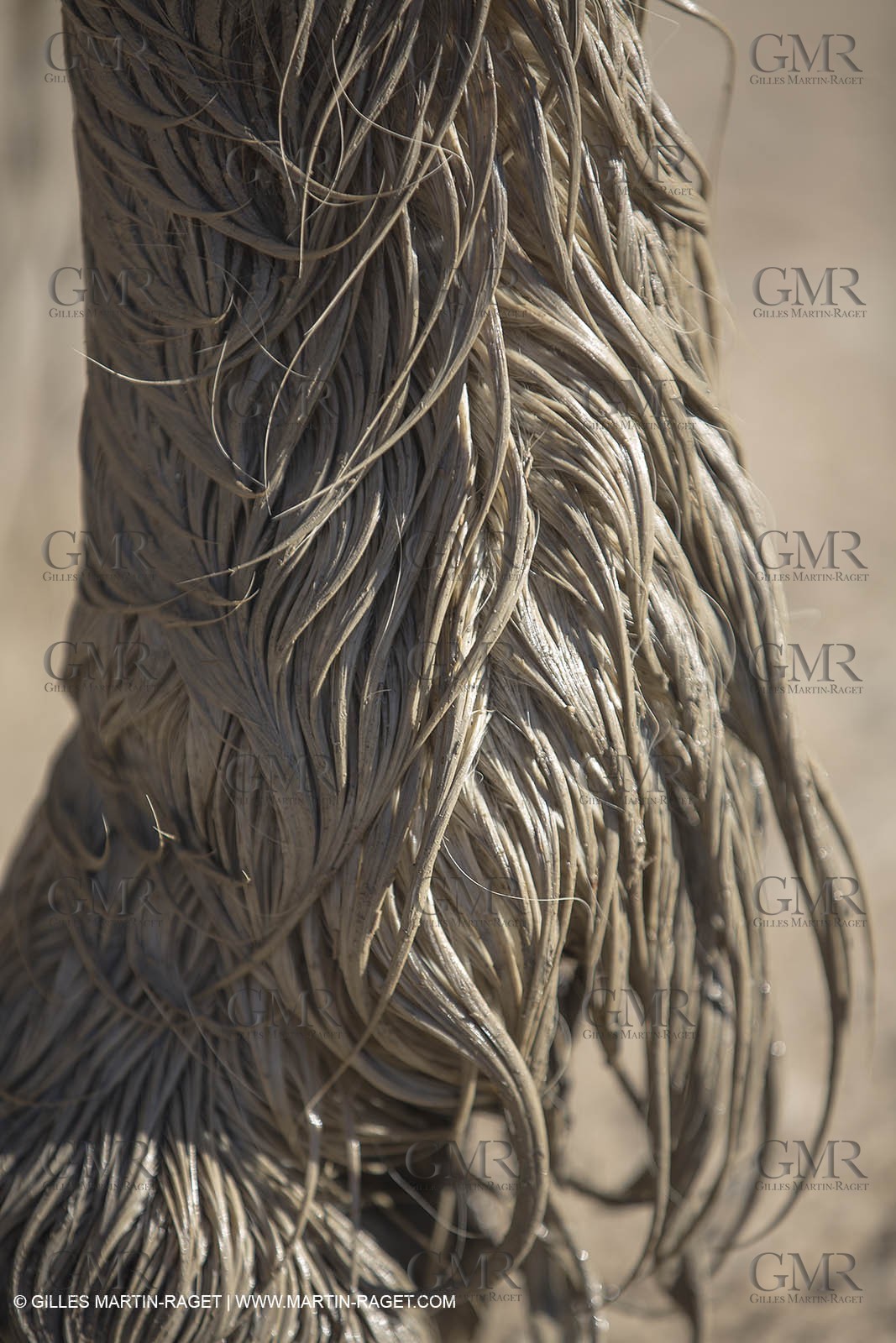 26 12 2013 - Les Saintes Maries de la Mer (FRA,13) - Horse riding at Cabanes de Cacharel