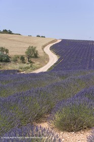13 08 2007 - Valensole (04) - lavender fields on Valensole plateau