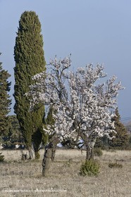 16 02 2008 - Saint Rémy de Provence (FRA, 13) - Alpilles hills landscapes