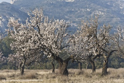 16 02 2008 - Saint Rémy de Provence (FRA, 13) - Alpilles hills landscapes