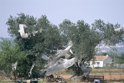 costieres_plaine0077.jpg