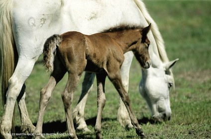 2000-2010- Arles - Les Saintes Maries de la mer (FRA,13) - Chevaux race Camargue