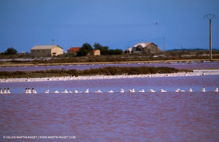 Salt-water marsh