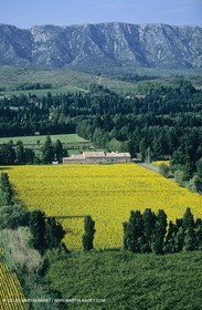 Alpilles (FRA,13) - Sunflower fields
