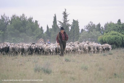 France, Provence, Moutons, bergers, élevage, transhumance