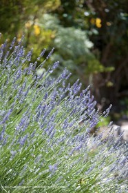 27 05 2009 - Marseille (FRA, 13) - Les Calanques - Sormiou