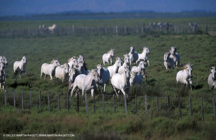 Camargue horses