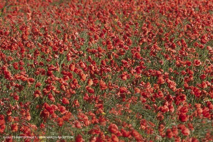 France, Provence, Champs de Coquelicots   Poppies fields