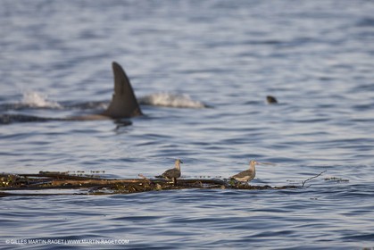 Animaux marins