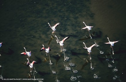 Camargue (FRA,13) - Flamants roses en Camargue