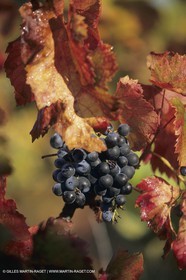 Vin, Vigne , Vendanges, vignification, vignobles, France, Provence, Côte du Rhône, Rosé