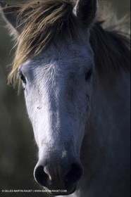 Camargue horses