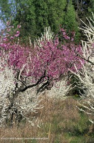 Luberon, Vaucluse (FRA,84) - Arbres fruitiers en fleur