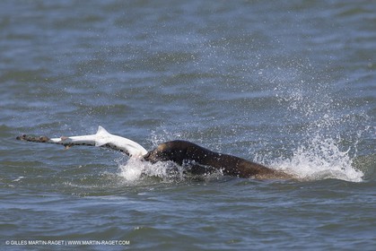 19 09 2013 - San Francisco (USA,CA) - 34th America's Cup - Final Match - Racing Day 9.