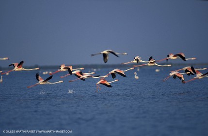 Flamants