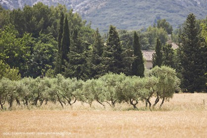 24 Juin 2008 - Saint Rémy de Provence (FRA-13) - Paysage des Alpilles