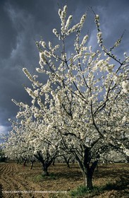 Luberon, Vaucluse (FRA,84) - Fruit trees blooming