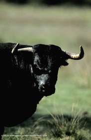 Bull - Camargue