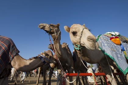 20 11 2010 - Dubai (UAE) - Camel races