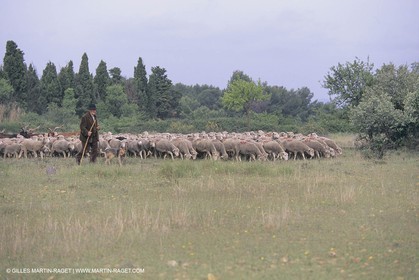 France, Provence, Moutons, bergers, élevage, transhumance