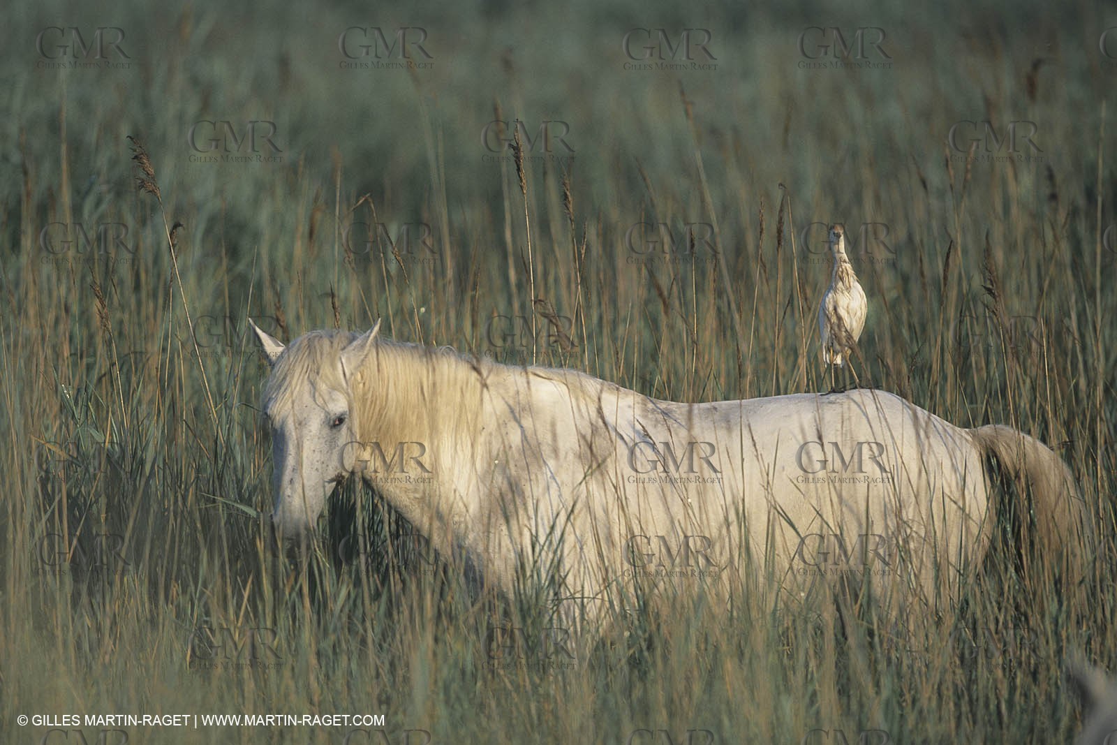 France, Provence, Camargue, White horses from Camargue