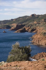 06 02 2008 - Théoule sur mer (FRA, 06) - Mimoses in full flower