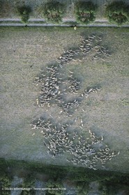 Saint Rémy de Provence (FRA,13) - Sheep stocks migration Fest