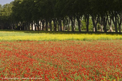 29 04 2012 ( Saint Rémy de Provence (FRA, 13) - Chaîne des Alpilles vers Romanin