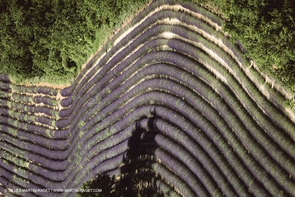 Juin 2005, Valensole (FRA,04) - Lavander fields