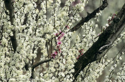 Luberon, Vaucluse (FRA,84) - Fruit trees blooming