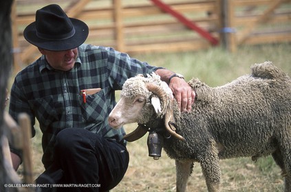 Saint Rémy de Provence (FRA,13) - Sheep stocks migration Fest