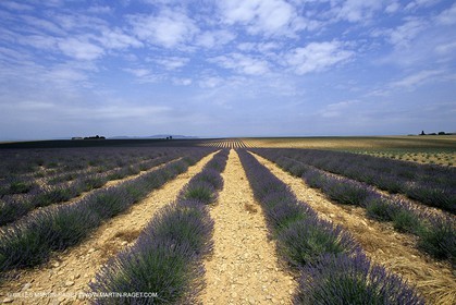 Champs de lavande