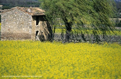 Alpilles (FRA,13), Champs de colza