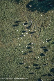 France, Provence, Camargue, Taureaux