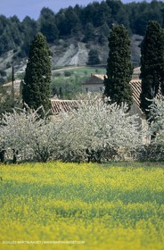 Alpilles (FRA,13), Champs de colza