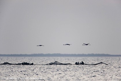 23 12 2006 - Saintes Maries de la Mer - Camargue horses