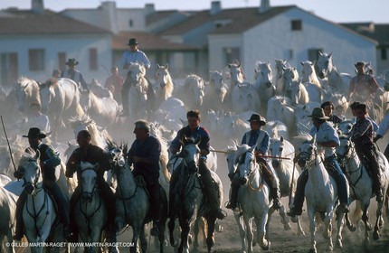 Camargue horses