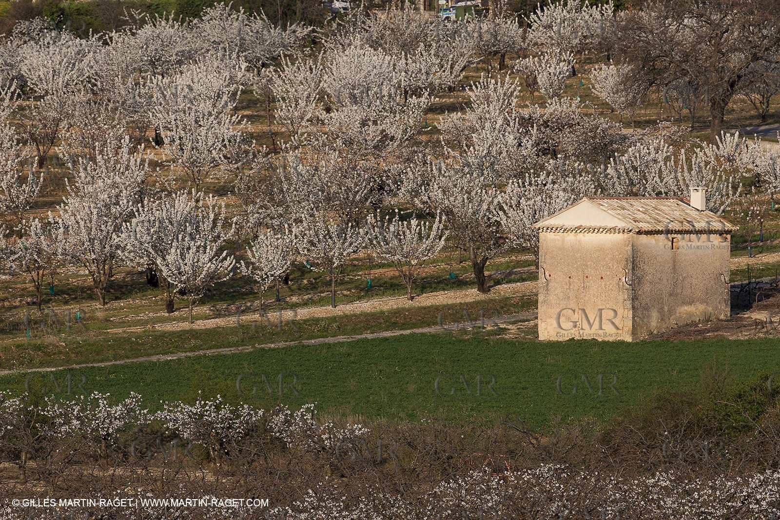 March 30th 2012 - Saint Saturnin les Apt (FRA, 84) - blooming cherry trees