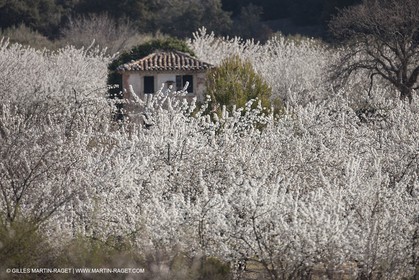 30 mars 2012 - Saint Saturnin les Apt (FRA, 84) - Cerisiers en fleurs