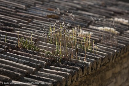 10 06 2012 - Gordes (FRA, 84)