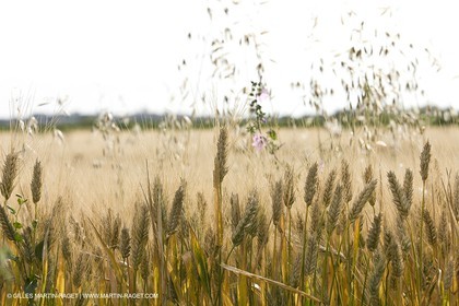 10 06 2008 - Arles and surroundings (FRA, 13) - Vincent Van Gogh south