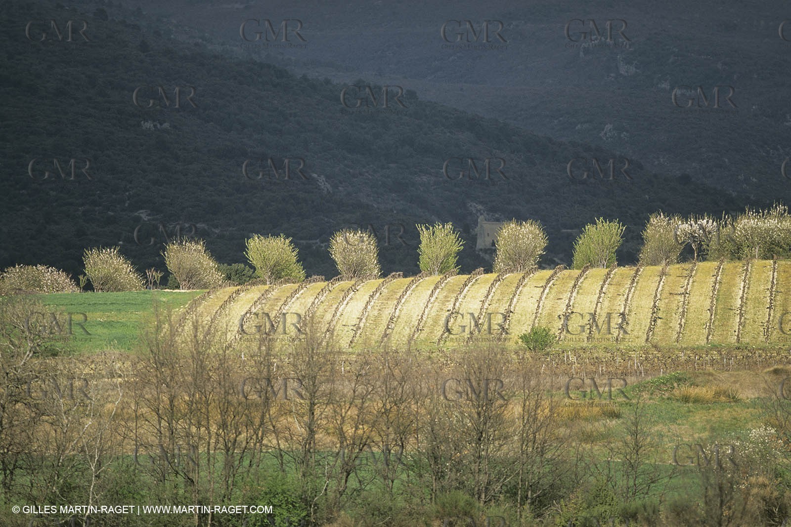 France, Provence, Arbres fruitiers en fleur   Spring bloom