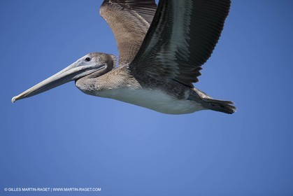 Animaux marins