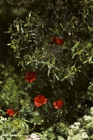 France, Provence, Oliviers, oliveraies, olive trees