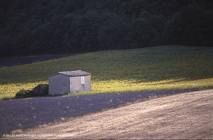 Cabanon, lavandes et tournesols